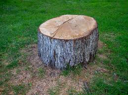 Best Firewood Processing and Delivery  in Asbury Park, NJ