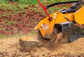 Best Tree Health Inspection  in Asbury Park, NJ