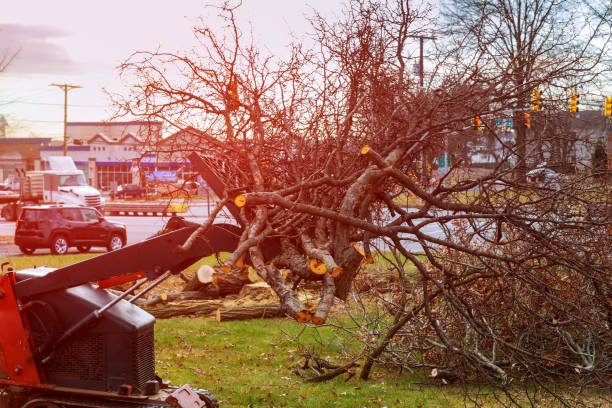 Best Tree Maintenance Programs  in Asbury Park, NJ