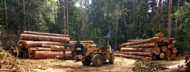 Best Tree Maintenance Programs  in Asbury Park, NJ