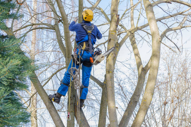 Best Root Management and Removal  in Asbury Park, NJ