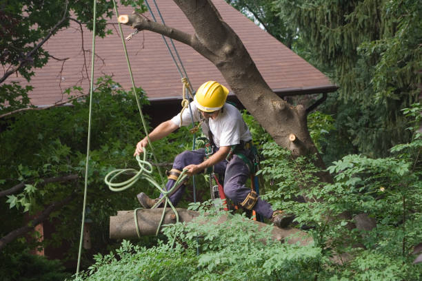 Best Fruit Tree Pruning  in Asbury Park, NJ