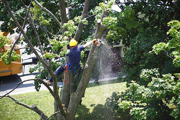 Lawn Pest Prevention in Asbury Park, NJ
