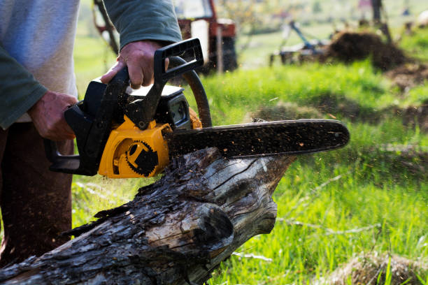 Best Tree and Shrub Care  in Asbury Park, NJ