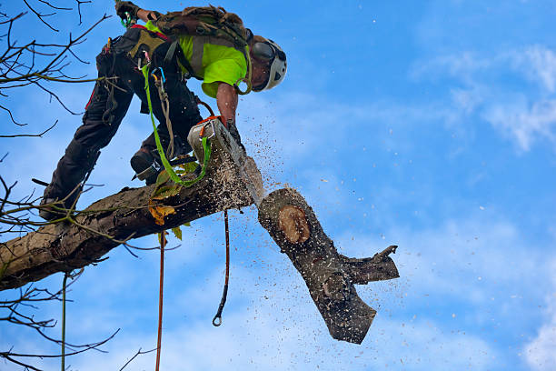 Best Tree Disease Treatment  in Asbury Park, NJ