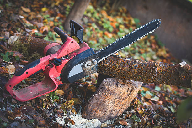 Asbury Park, NJ Tree Care Company