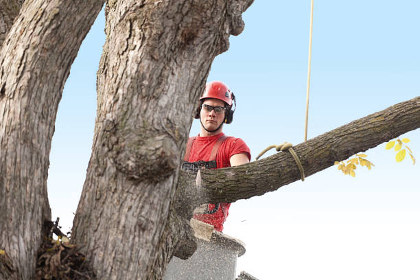 Best Tree Preservation Services  in Asbury Park, NJ